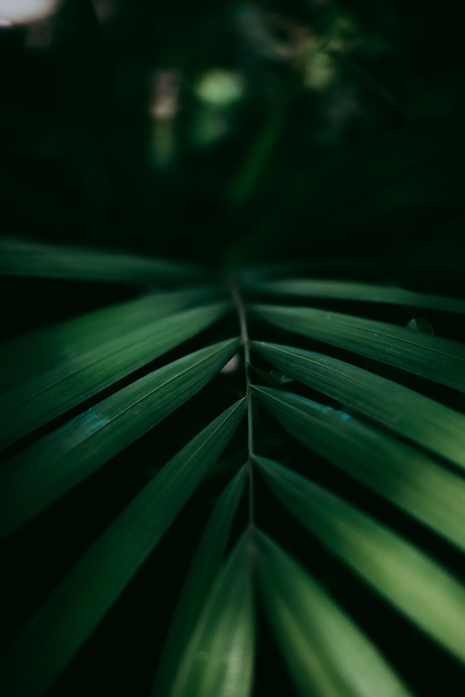 green-leafed plant, furniture, flower, blossom, lupin, fern, droplet HD wallpaper
