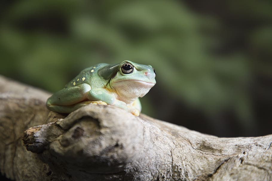 gray toad on brown tree, animal, animal themes, animal wildlife HD wallpaper