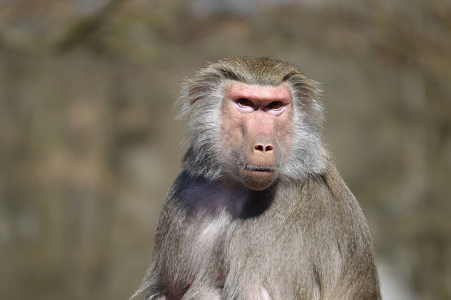 monkey, zoo, hellabrunn, munich, baboon, portrait, creature HD wallpaper