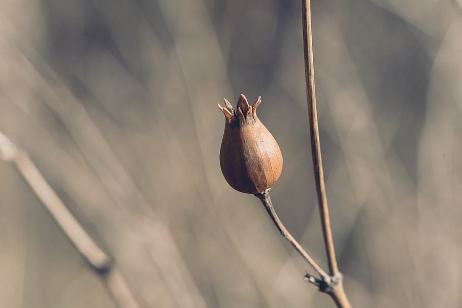 forest, tree, fruit, nature, macro, focus on foreground, plant HD wallpaper