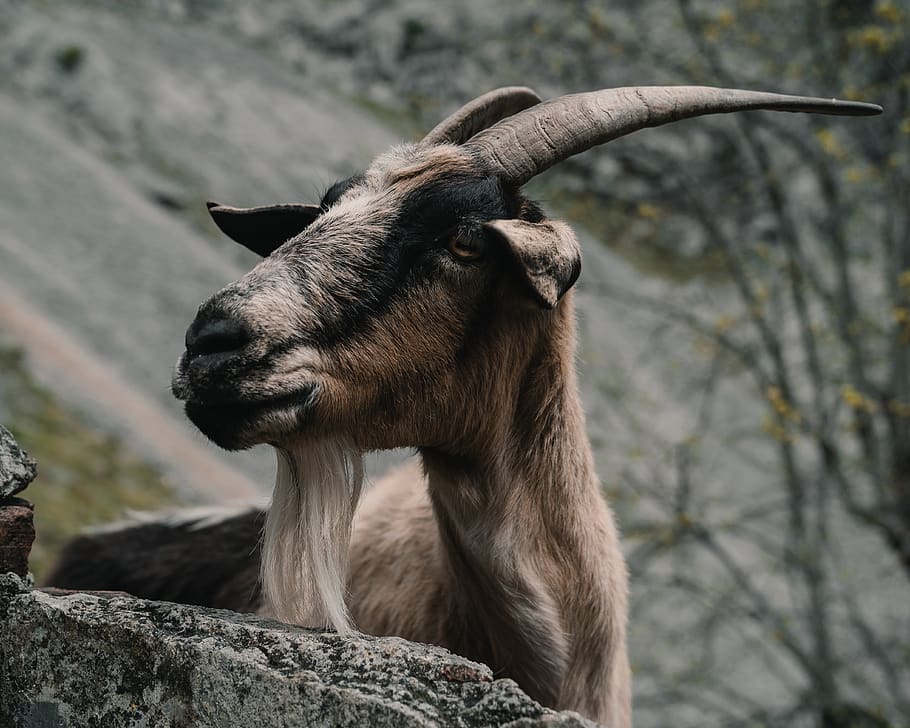 brown ram, animal themes, mammal, one animal, vertebrate, animal wildlife HD wallpaper