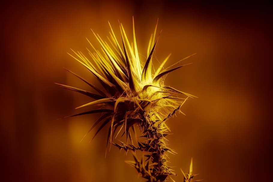 thorns, gold, bright, glow, sharp, plant, no people, beauty in nature HD wallpaper
