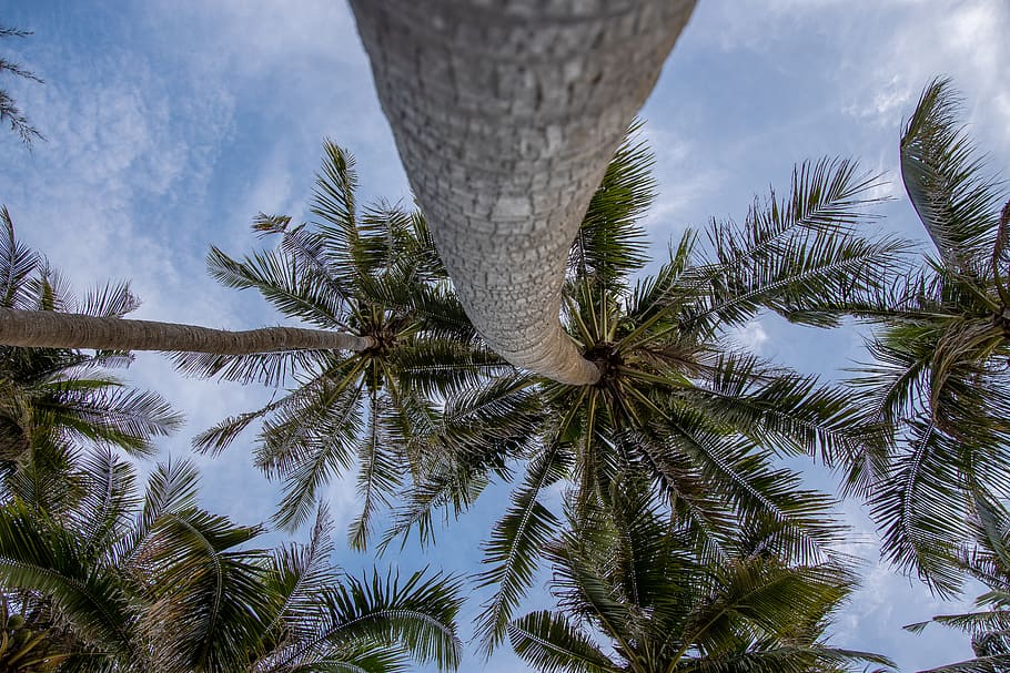 plant, tree, arecaceae, palm tree, abies, fir, sky, conifer HD wallpaper