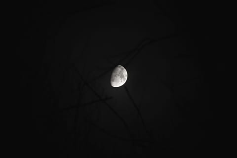 spooky, backround, wallpaper, branches, dark, moon, moonlight HD wallpaper