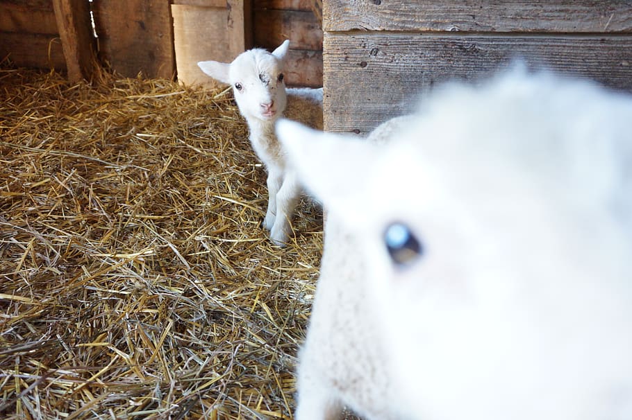 little, tiny, farm, life, yard, farmyard, barn, barns, country HD wallpaper