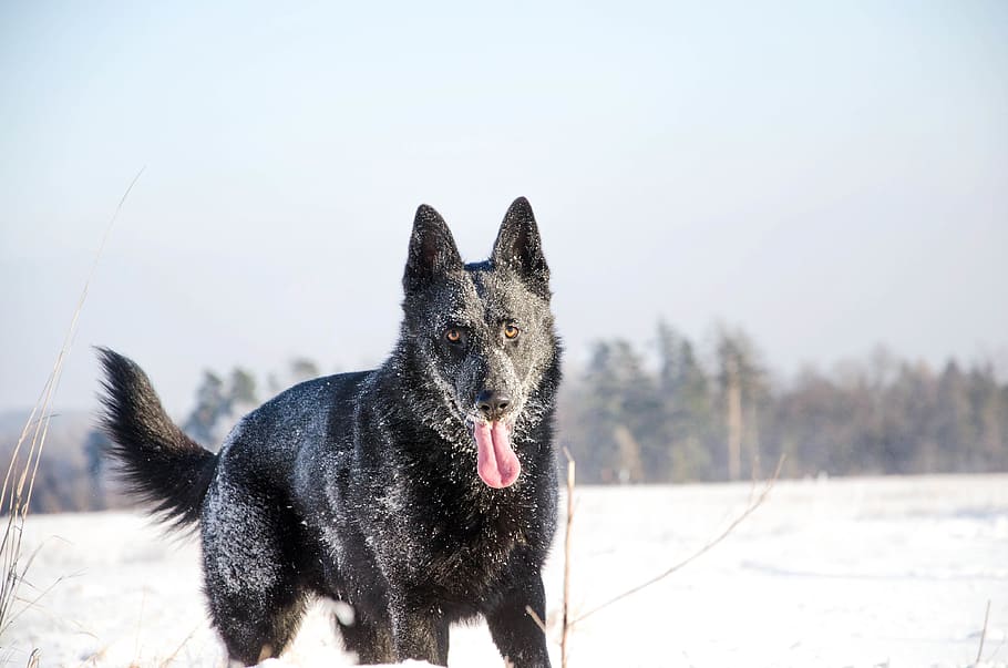 black wolf covered with snow, dog, pet, animal, czechia, pustá polom HD wallpaper