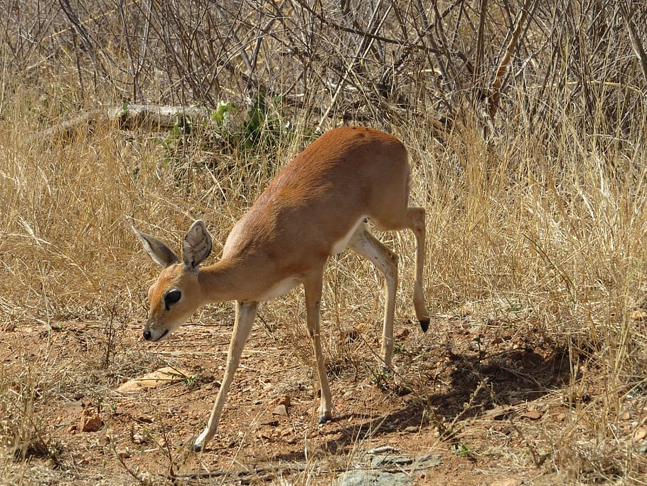 mammal, antelope, animal, wildlife, impala, kruger park, south africa