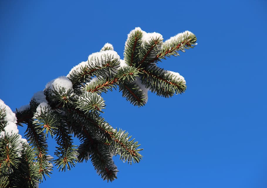 mountain, branch, winter, snow, sky, plant, blue, clear sky HD wallpaper