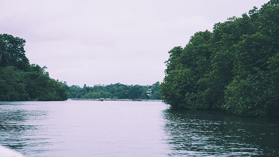 lake, trees, forest, water, plant, waterfront, sky, beauty in nature HD wallpaper