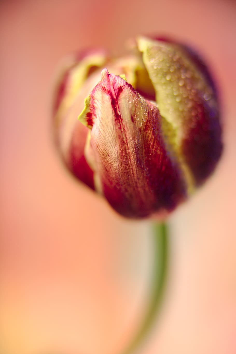 tulip, drip, dew, flower, plant, nature, drop of water, close up HD wallpaper