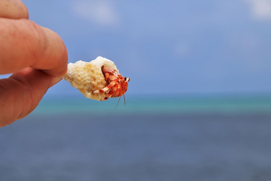 crabs, beach, ocean, maldives, holidays, bank, water, nature, HD wallpaper
