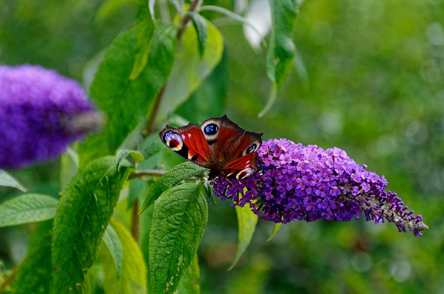 butterfly, green, bug, nature, flowers, wing, vegetable, wings HD wallpaper