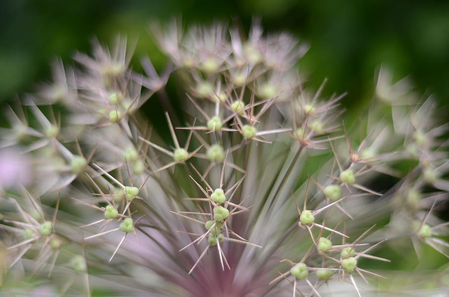 flower, garden, growth, plant, beauty in nature, close-up, selective focus HD wallpaper