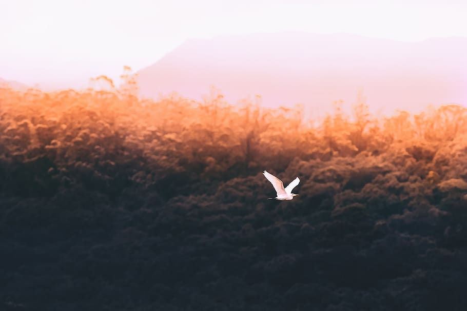 trees, bird, flying, nature, sky, cloud, aesthetic, forest HD wallpaper