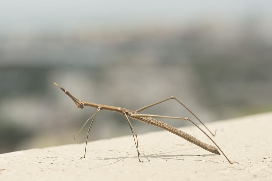 insect, camouflage, tropical, tree, wood, animal, animal wildlife HD wallpaper