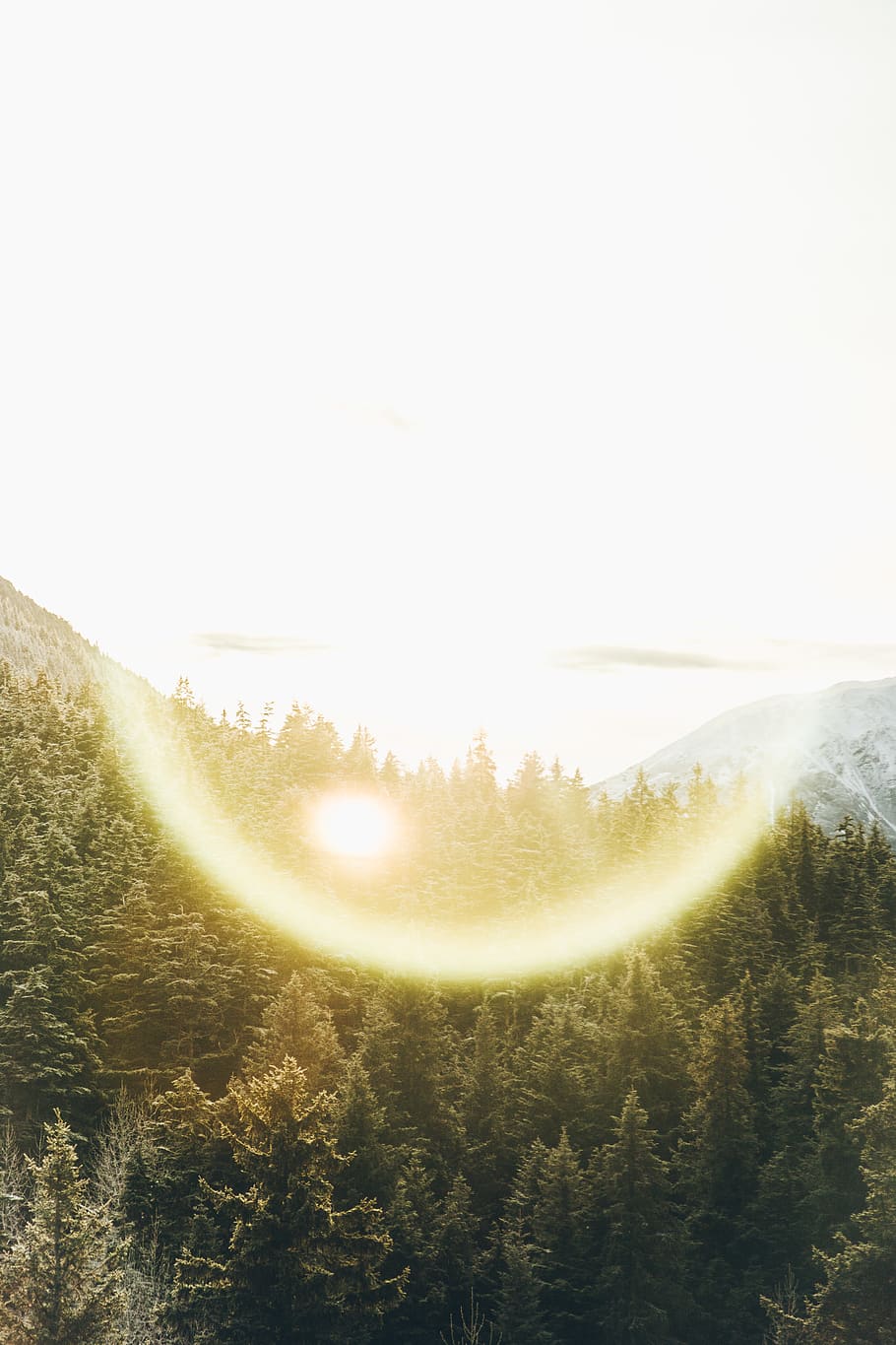 green pine trees at daytime, flare, light, sunlight, nature, outdoors HD wallpaper