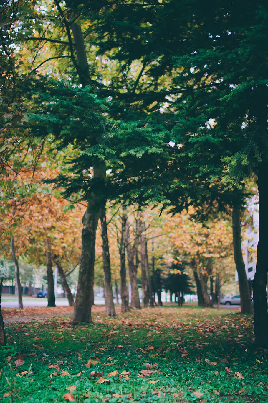 tree, plant, tree trunk, nature, transportation, car, vehicle HD wallpaper