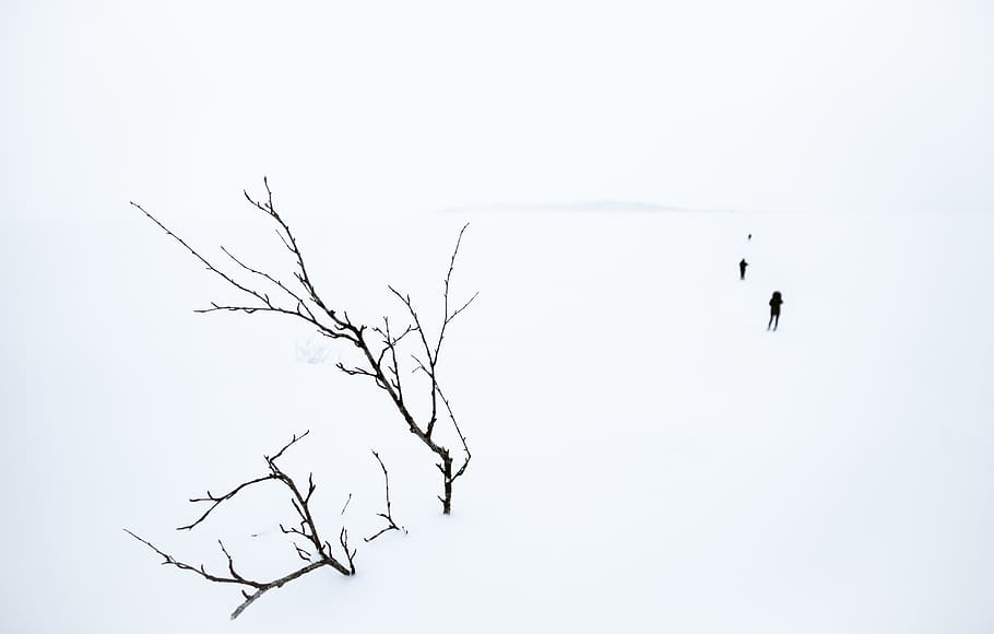 sweden, abisko, tree, bare tree, sky, nature, one person, silhouette HD wallpaper