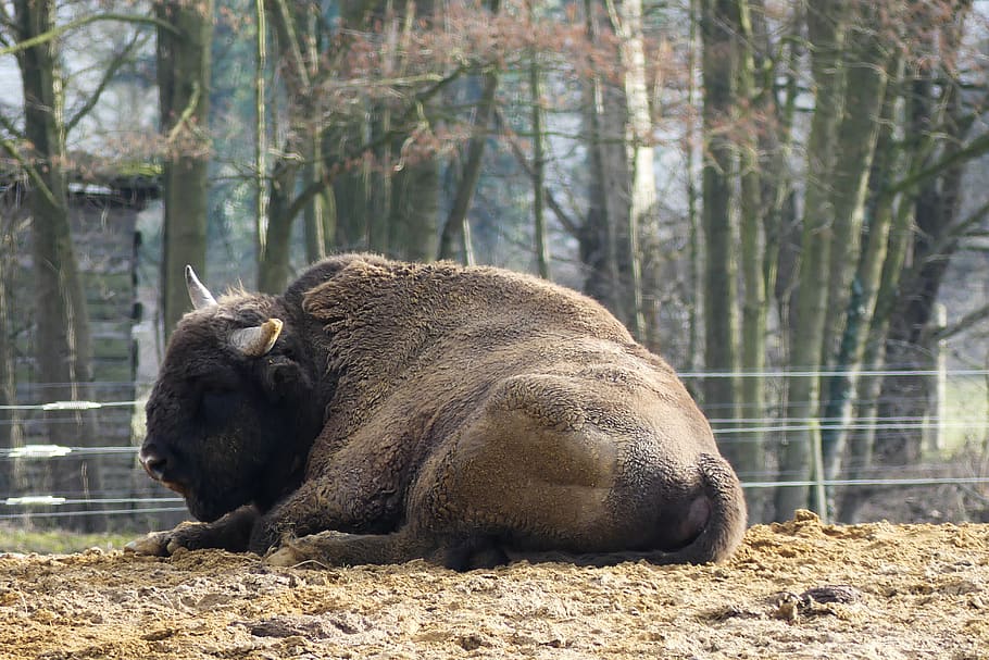 wisent, european bison show reserve, nature, forest, animal themes, HD wallpaper