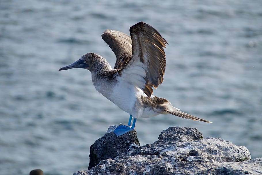 gray bird on top gray rock, booby, animal, galapagos islands HD wallpaper