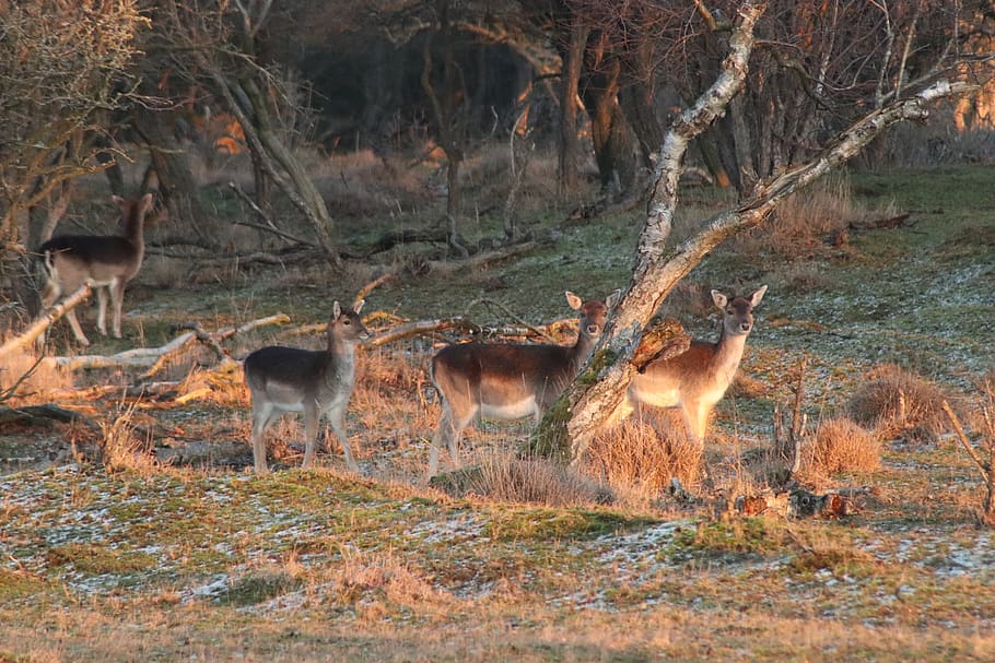 deer, nature, wild, netherlands, amsterdam, fallow deer, landscape HD wallpaper
