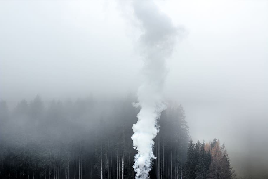 fog, forest, gray, smoke, trees, white, smoke - physical structure HD wallpaper