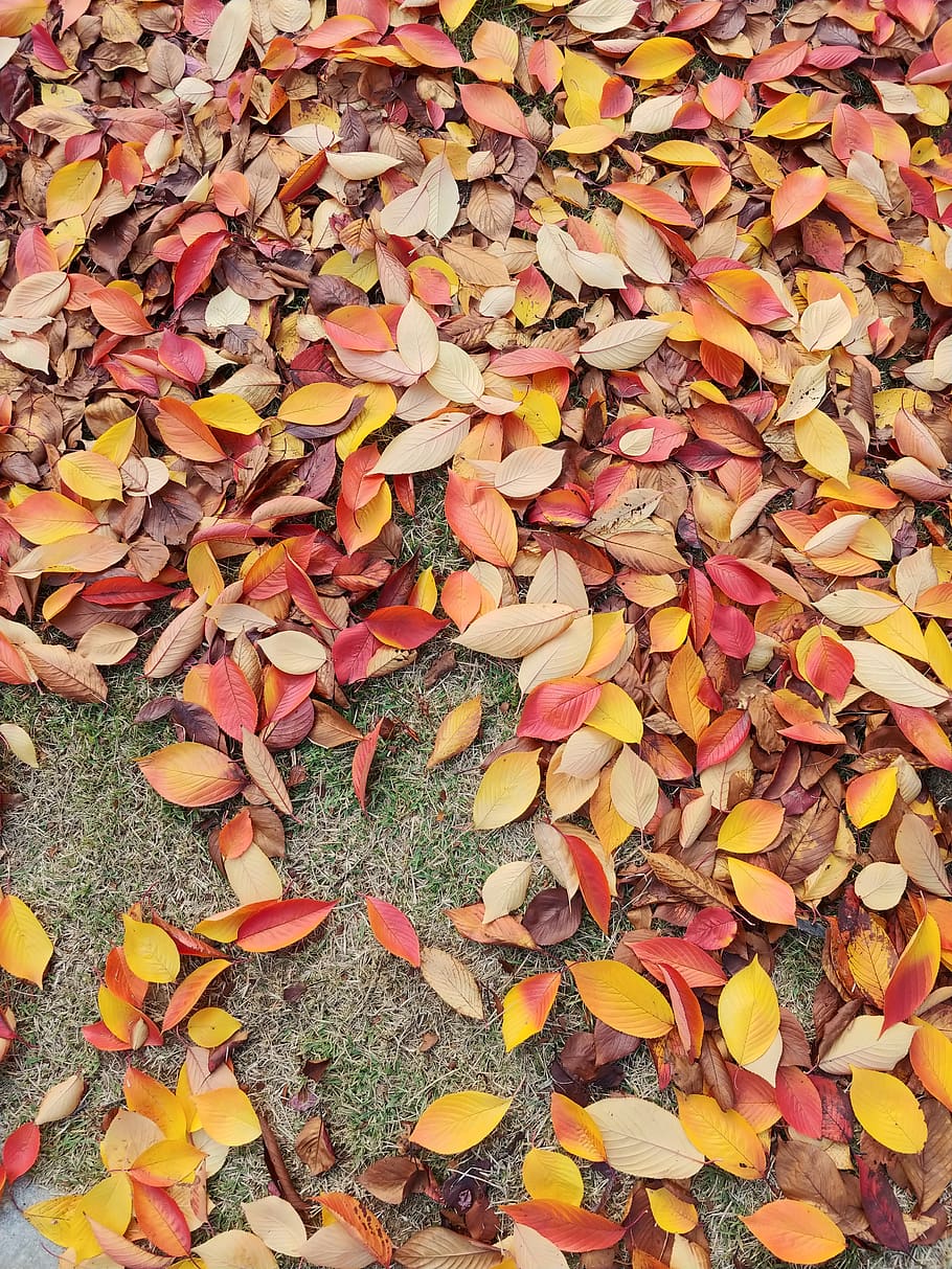 autumn, leaves, al green moon rock, desolation, the leaves, HD wallpaper