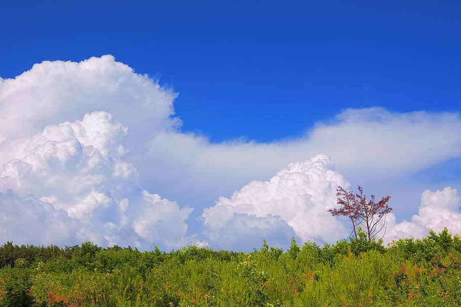 tree, sky, field, grass, oak, peaceful, green, strong, horizon HD wallpaper