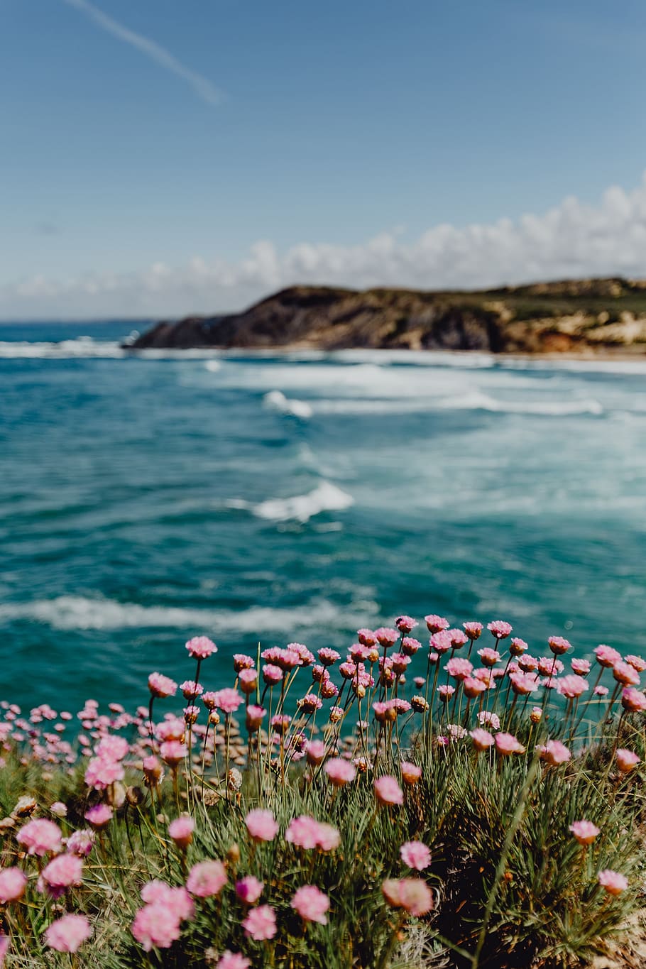Cluster of Pink Flowers Growing at the Ocean's Edge, Portugal HD wallpaper