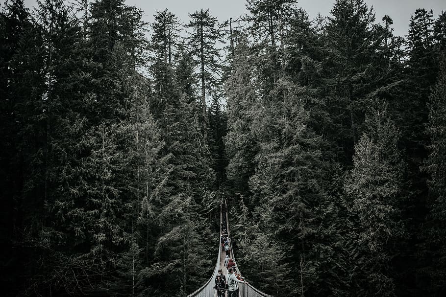 people crossing hanging bridge in forest, building, vancouver