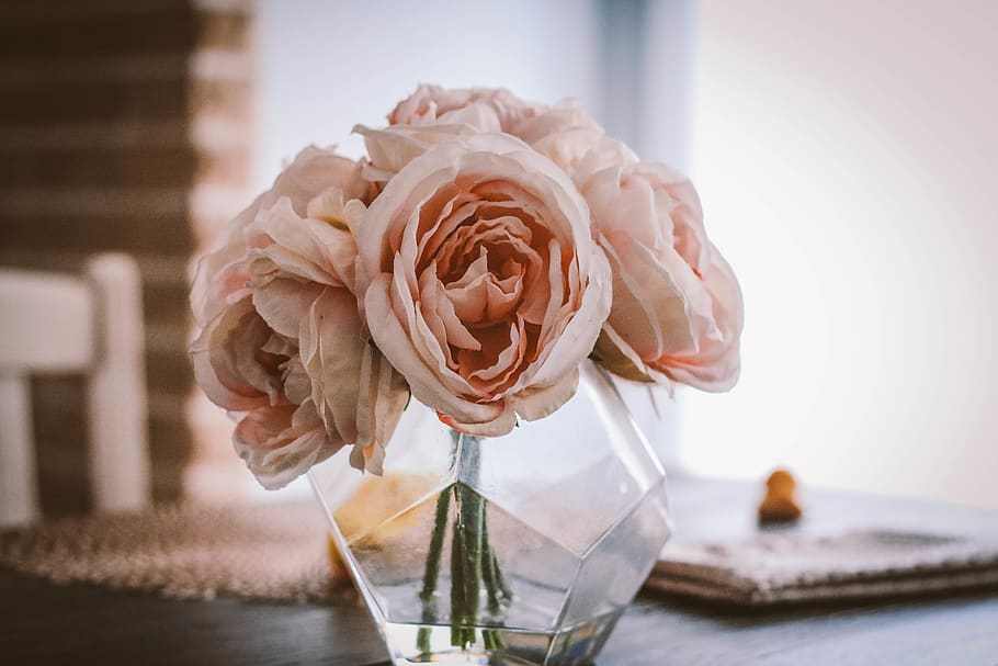 pink roses, rose - flower, freshness, flowering plant, focus on foreground HD wallpaper