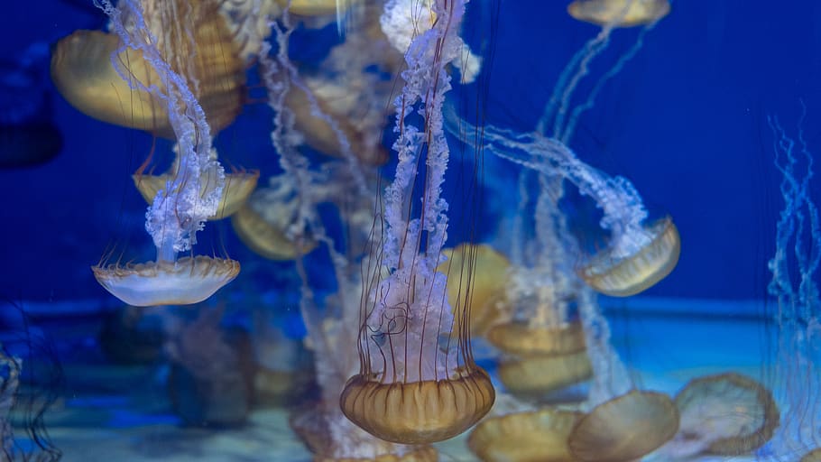 brown jelly fish in water, sea life, animal, invertebrate, jellyfish
