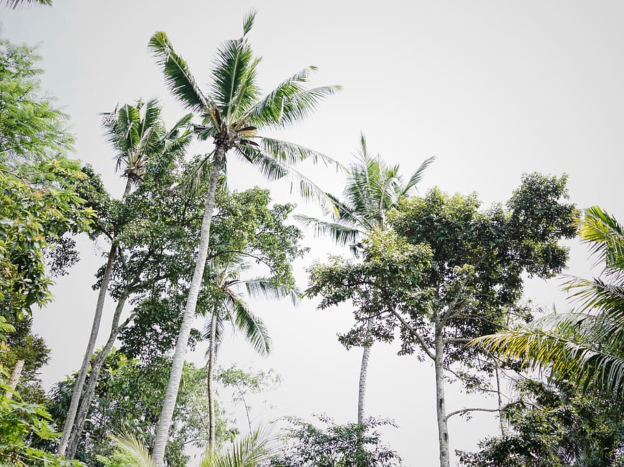 green trees, vegetation, plant, outdoors, land, nature, jungle HD wallpaper