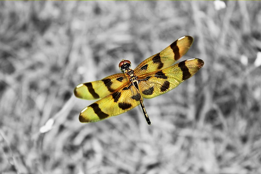 dragonfly, macro, nature, insects, colorful, selective colour HD wallpaper