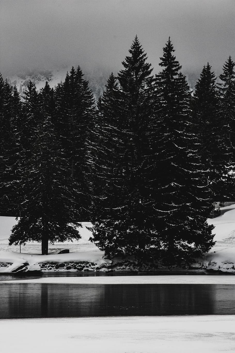 pine trees under white sky, plant, fir, abies, conifer, spruce HD wallpaper