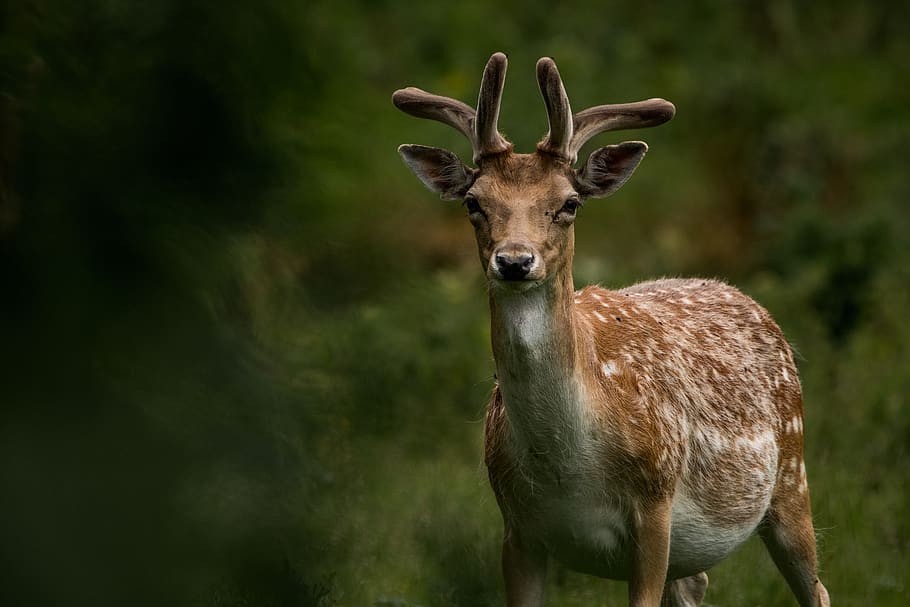 brown deer, animal, animal themes, one animal, animal wildlife HD wallpaper