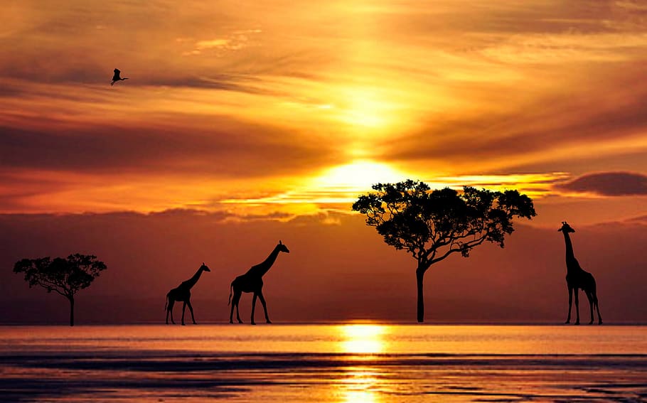 sunset, dawn, silhouetted, dusk, evening, nature, tropical HD wallpaper