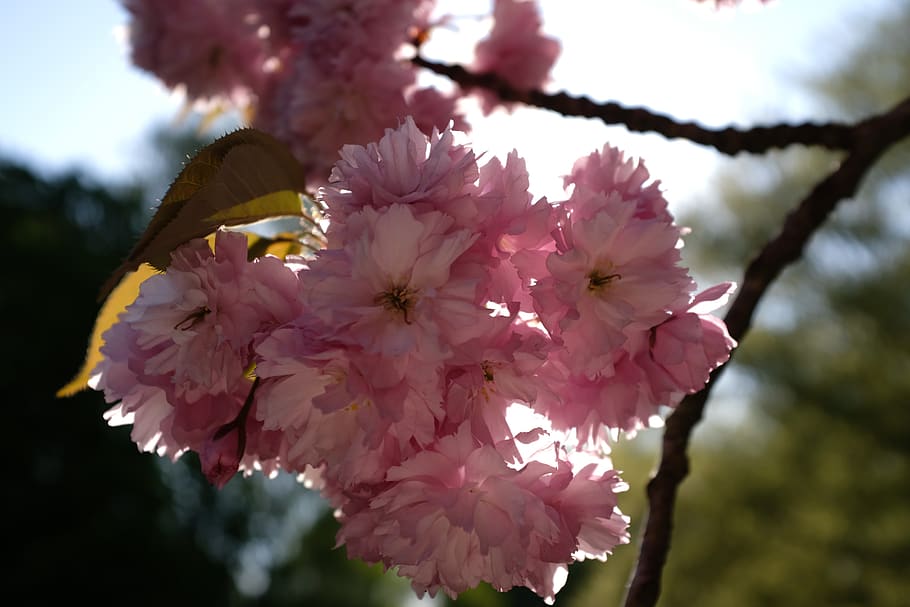pink petaled flower, plant, blossom, cherry blossom, geranium HD wallpaper