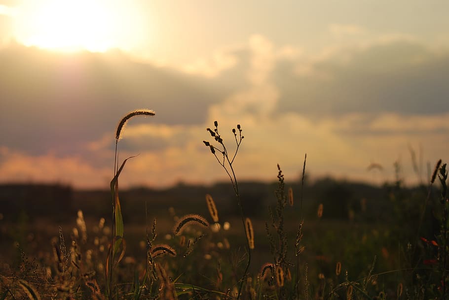 wheat, field, sunset, sky, clouds, grass, sunny, bright, summer HD wallpaper