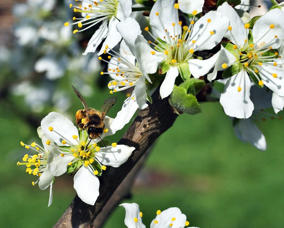 White Petaled Flower, bee, bloom, blossom, close-up, flora, flowers HD wallpaper