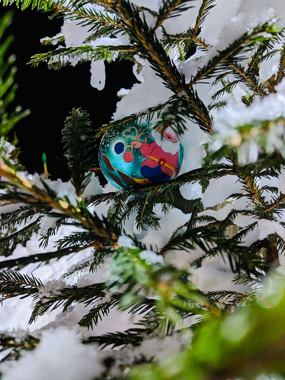 teal bauble, tree, plant, sphere, abies, fir, bird, animal, russia HD wallpaper