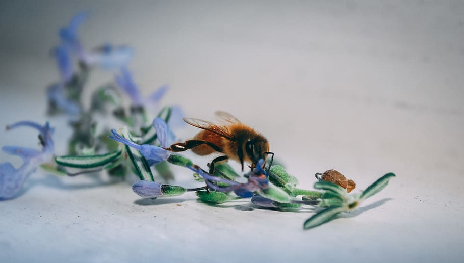 Bee On Blue Petaled Flower, bloom, blossom, flora, insect, invertebrate HD wallpaper