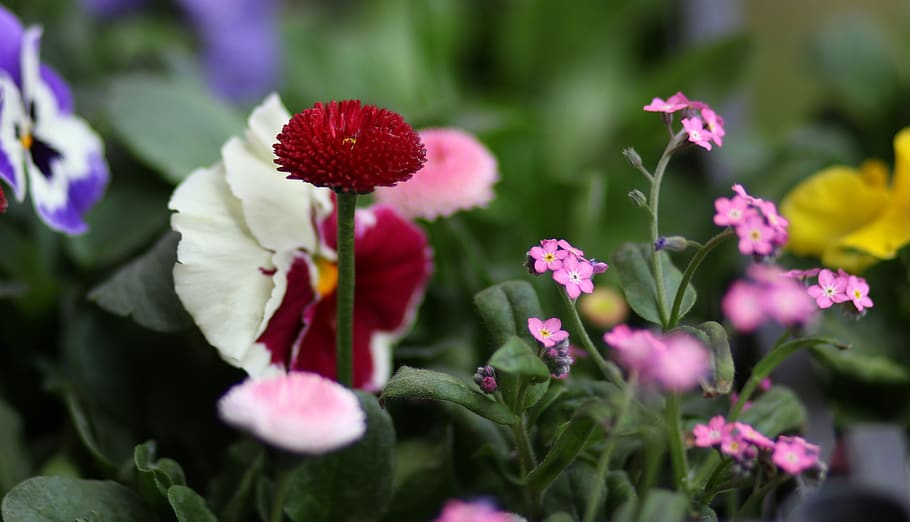 pansies, flowers, coloring, spring, garden, nature, plants HD wallpaper