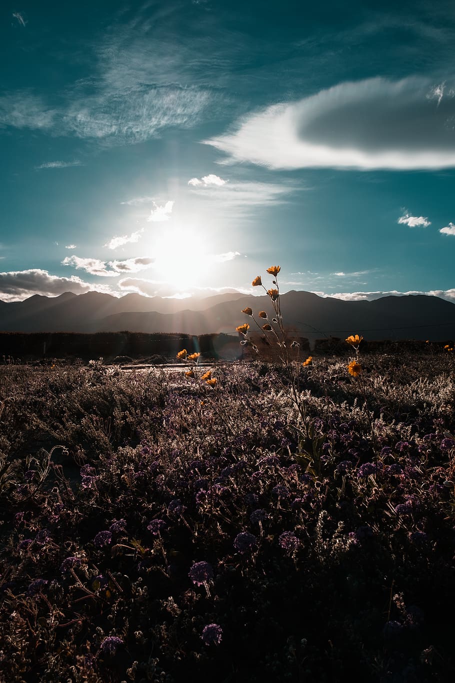 assorted-color bloomed flowers during daytime, sky, beauty in nature HD wallpaper
