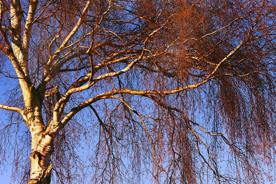 birch tree, trunk, branch, bark, twig, wood, white, nature HD wallpaper