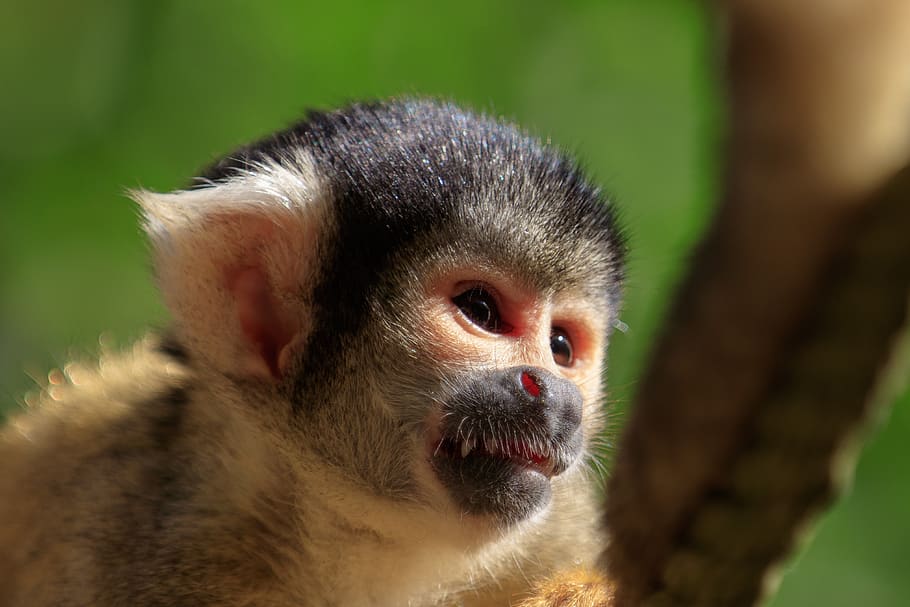 monkey, squirrel monkey, äffchen, mammal, cute, animal world HD wallpaper