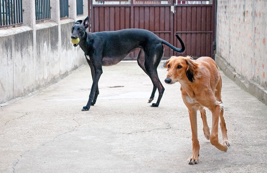 dogs playing, saluki, persian greyhound, pet, friendly, pets, HD wallpaper