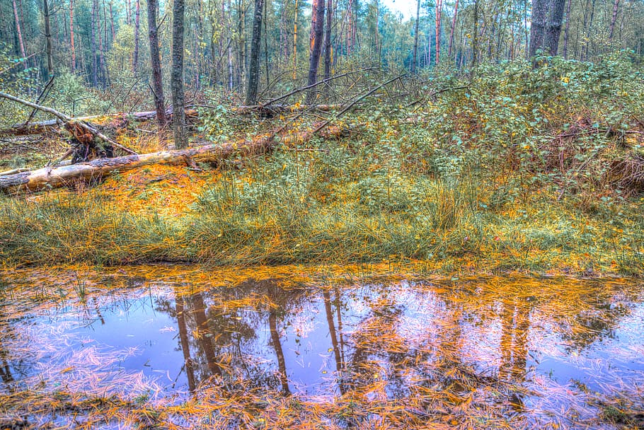 Green Forest With Swamp, daylight, environment, landscape, marsh HD wallpaper