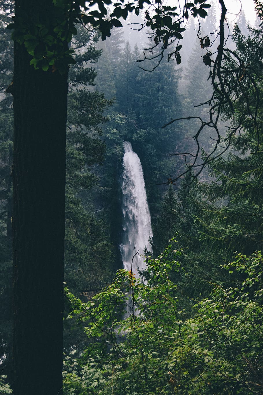 waterfall during daytime, plant, tree, vegetation, nature, outdoors HD wallpaper