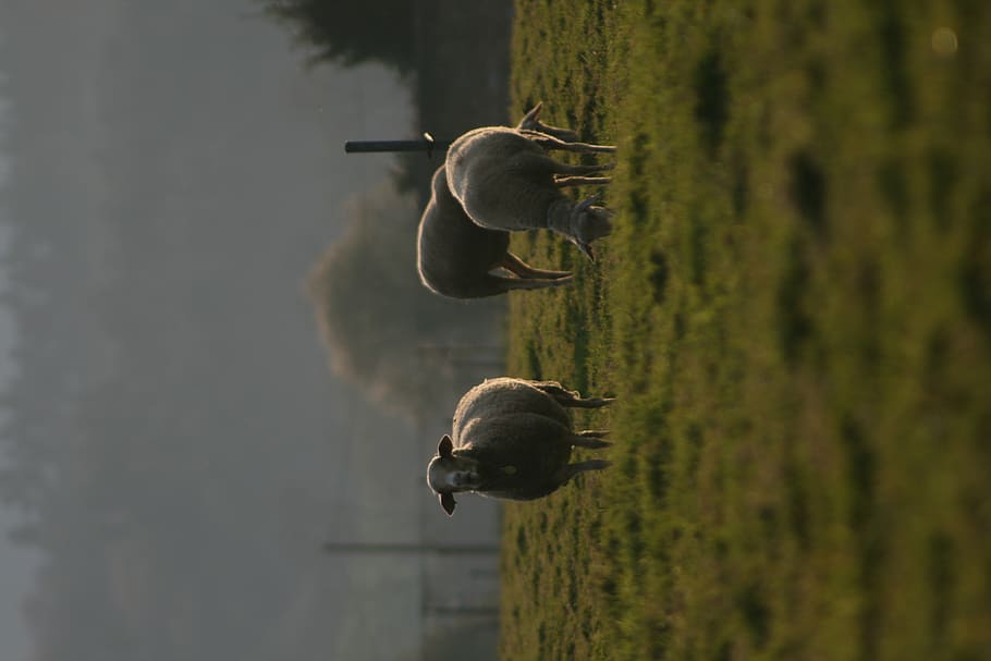 three sheep on green grass field, mammal, animal, nature, outdoors HD wallpaper